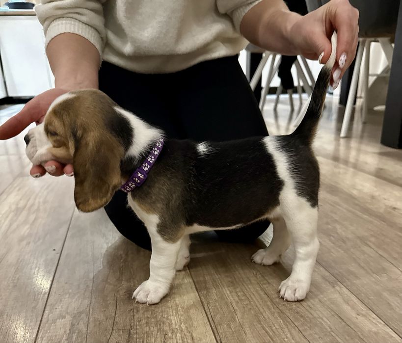 Бигль щенки, с отличной родословной