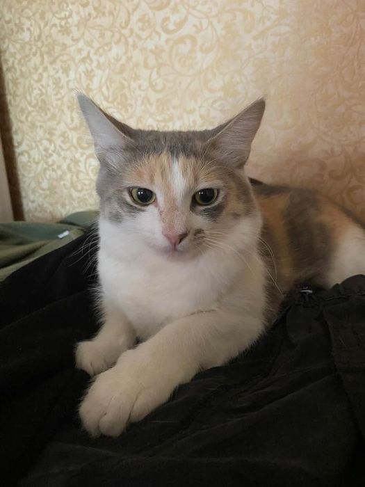 Отдам в добрые руки