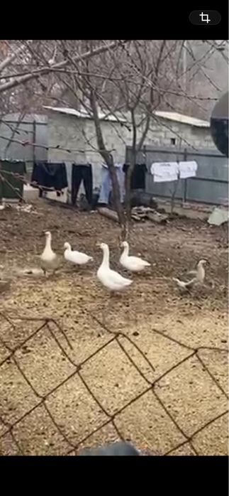 Продаются индюки,гуси,цеплятя