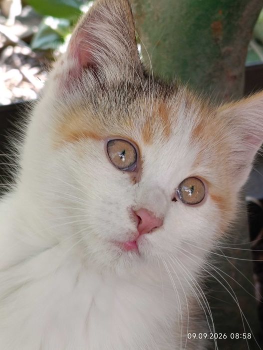 Котята ищут своих людей
