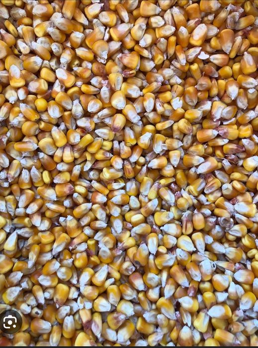 Vând graunte la sac