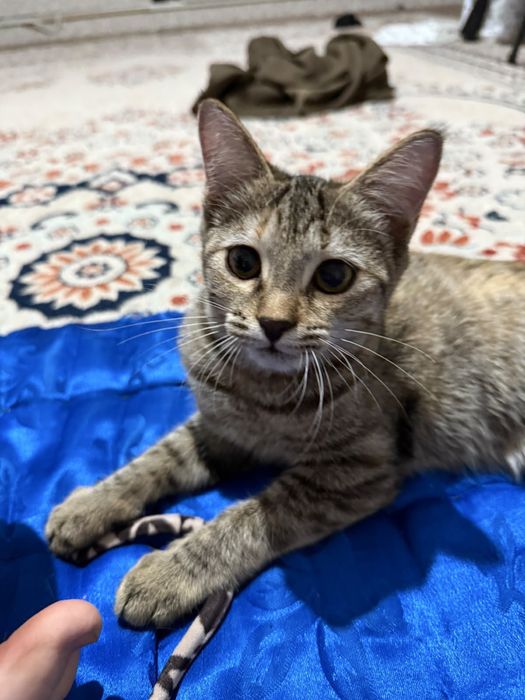 Котенки белая и шоколадная
