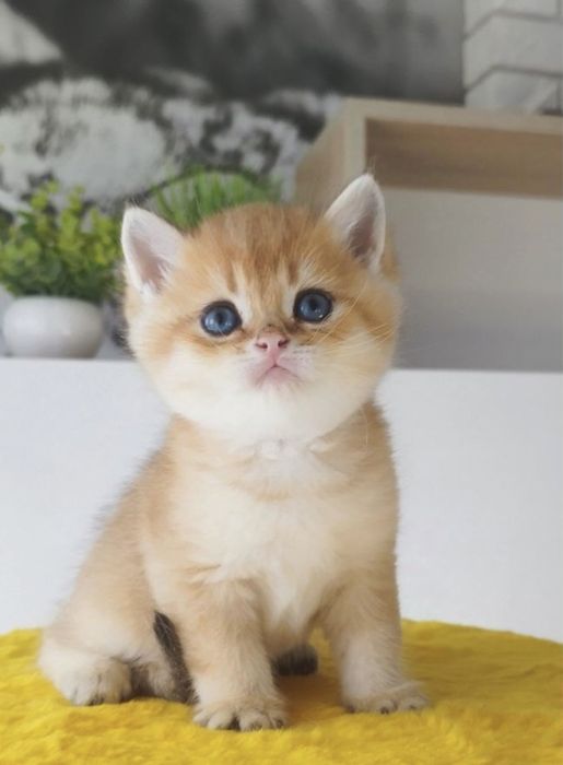 Золотые котята мальчик или девочка