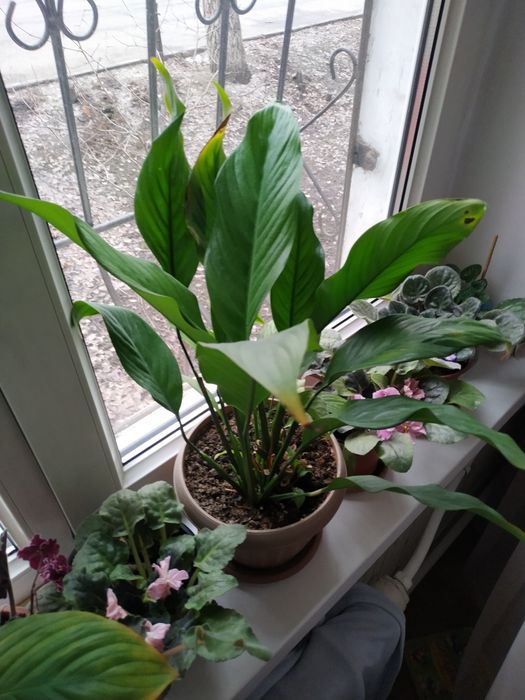 Комнатные растения