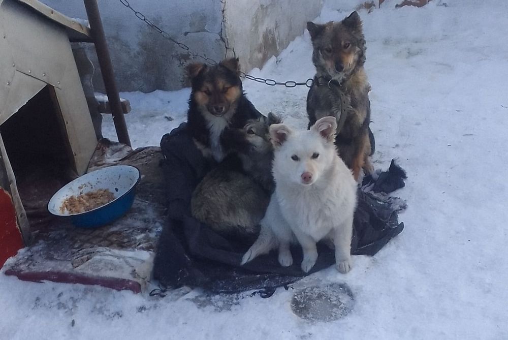 Дарю собаку!       .