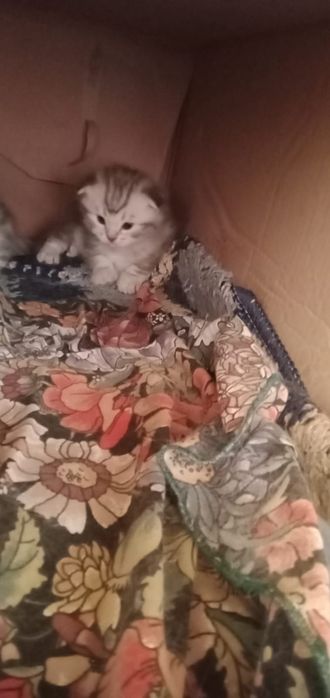 Котята шотландцы