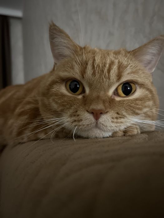 Британская короткошерстная кошка