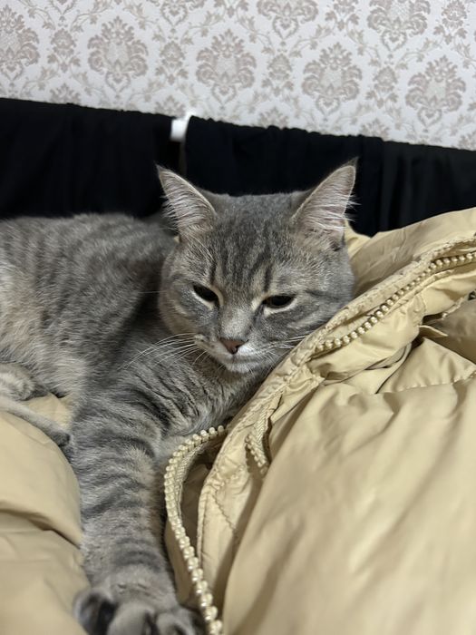 Кот породистый.