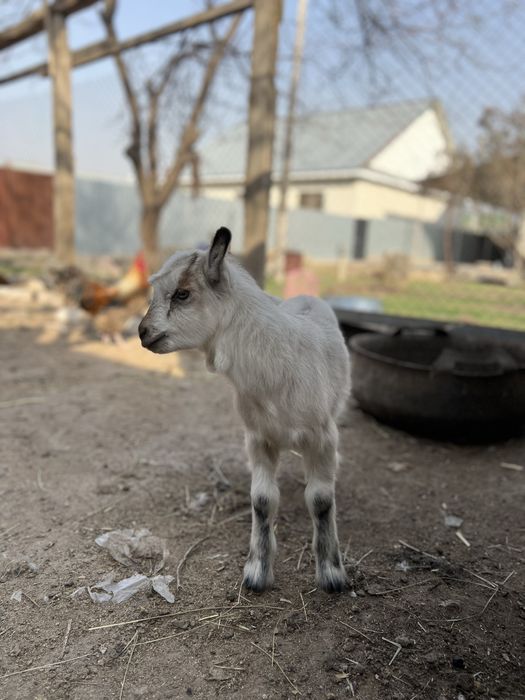 Ешкі сатылады еркек лағымен
