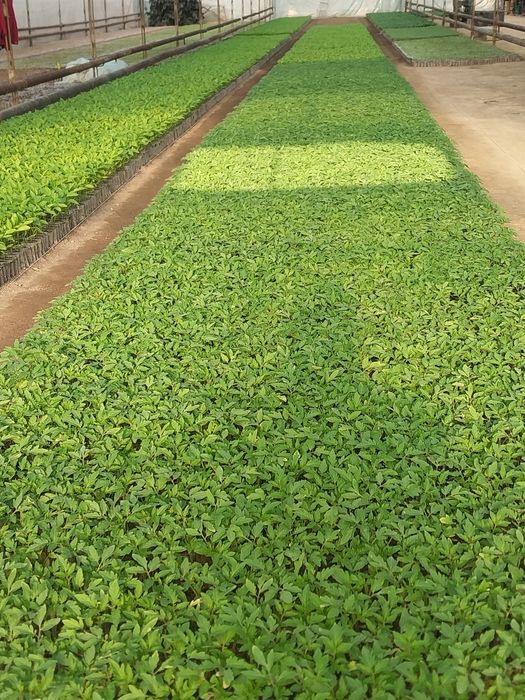 Кучатлар бор хар хил турдаги