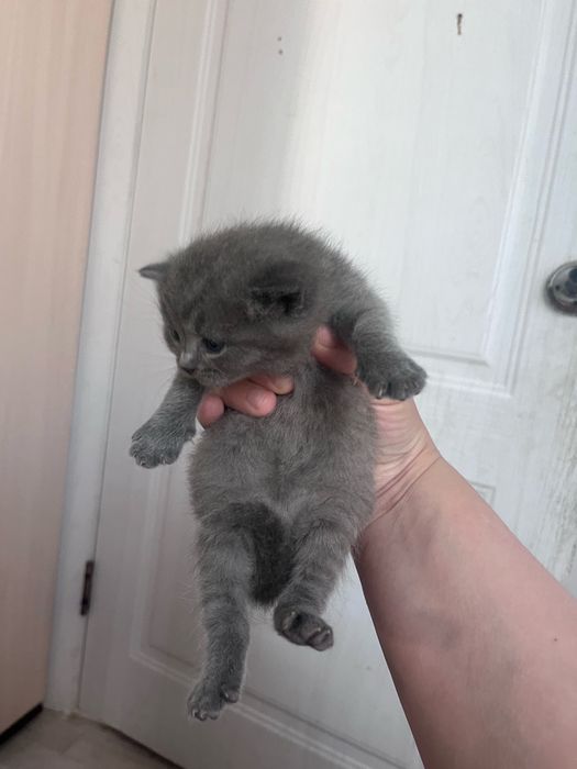 Продам котенка, мама чистокровка