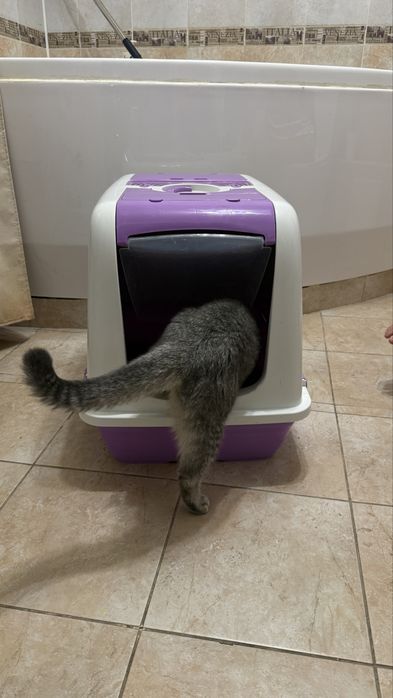 Кошечка скотишстрайт. 2,5 года.