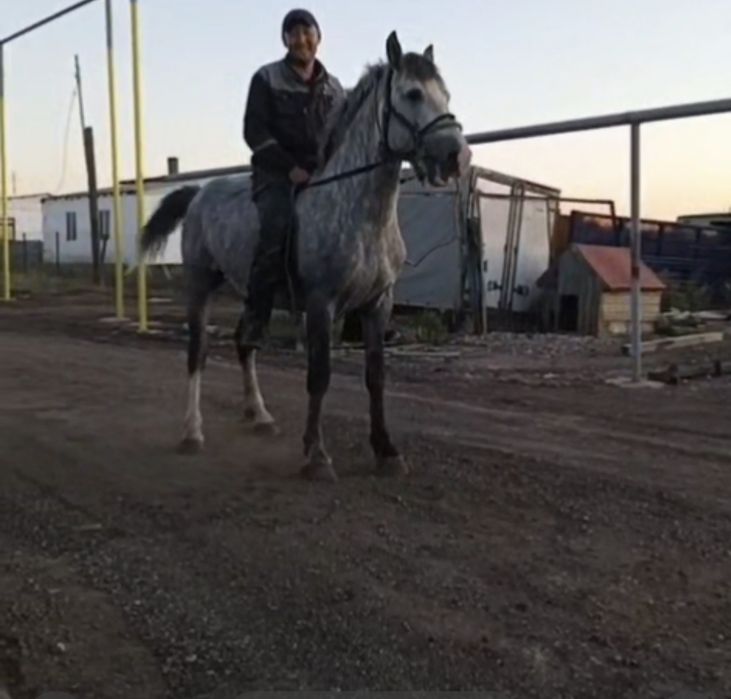 Продам жеребца полукровка першерон