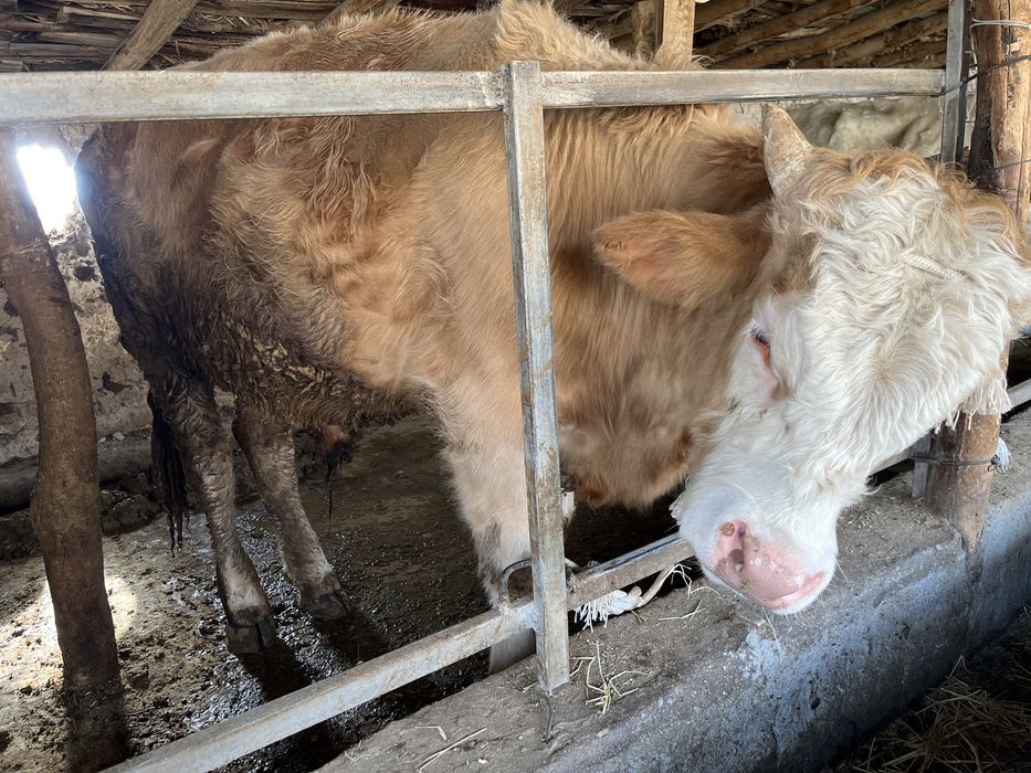 Simental / simmental/ симментал