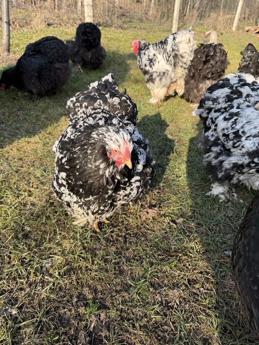 Vand oua pt incubat de cochinchina urias bobat