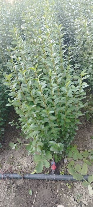 Лигуструм Овалифолиум