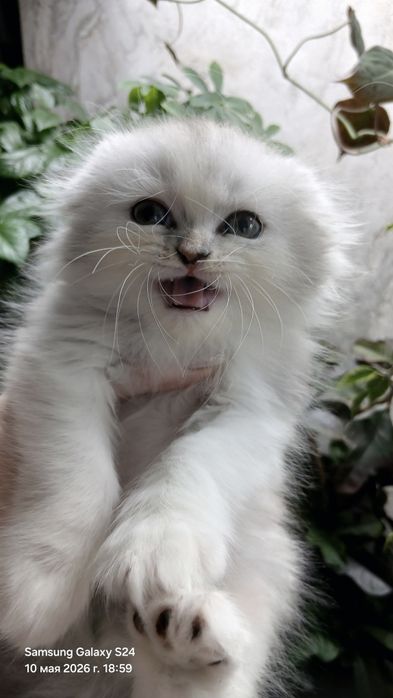 Вислоухий котёнок