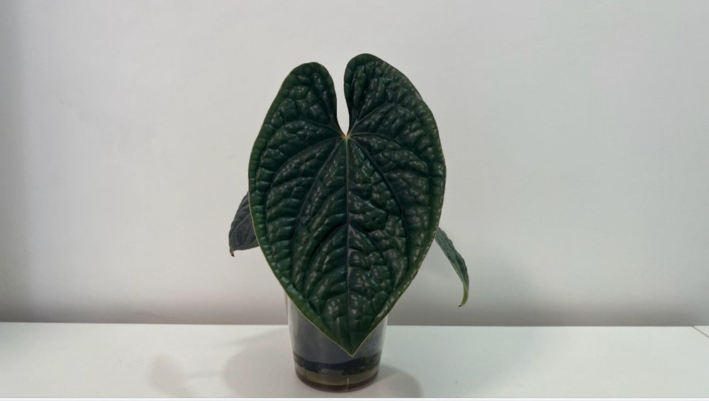 Anthurium Luxurians platinum