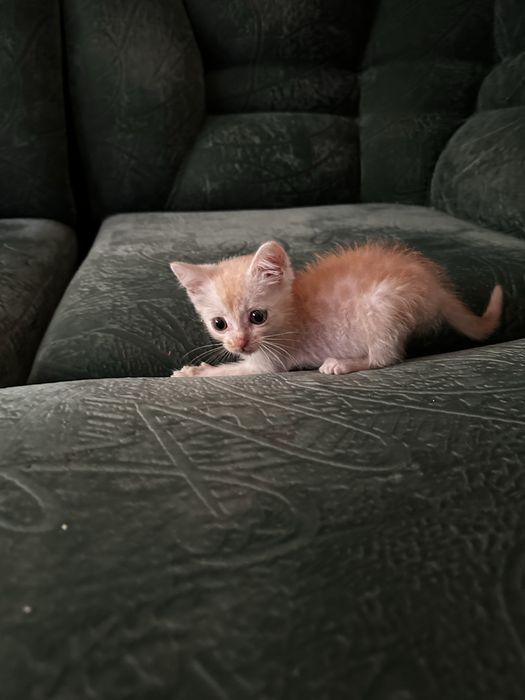 Отдам в добрые руки котенка