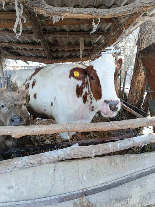 Корова на мясо продам