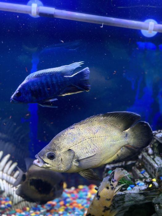 Астранотусы 20-25 см . Пара