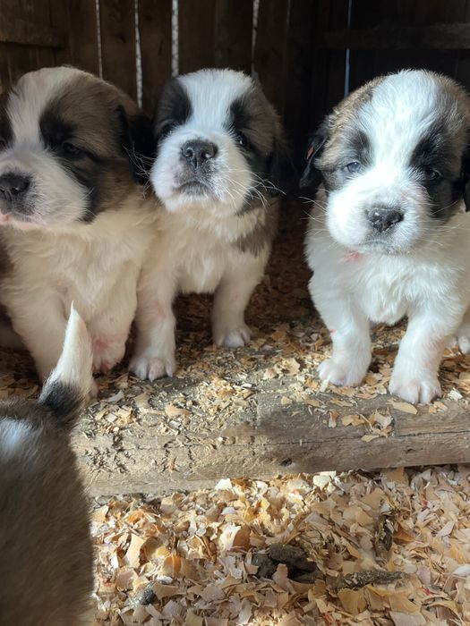 Щенки сенбернара