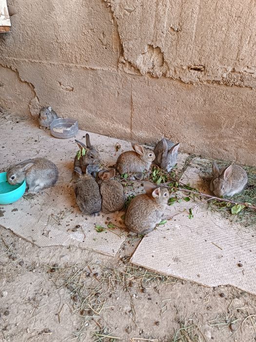 Продается крольчата