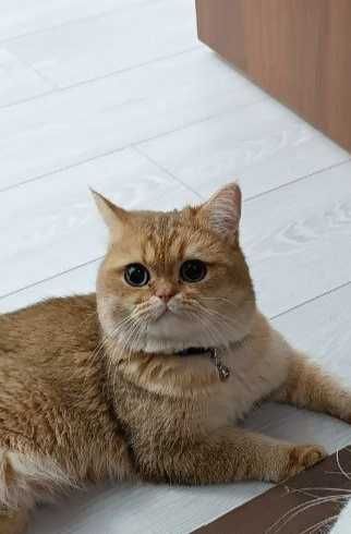 Породистые котята