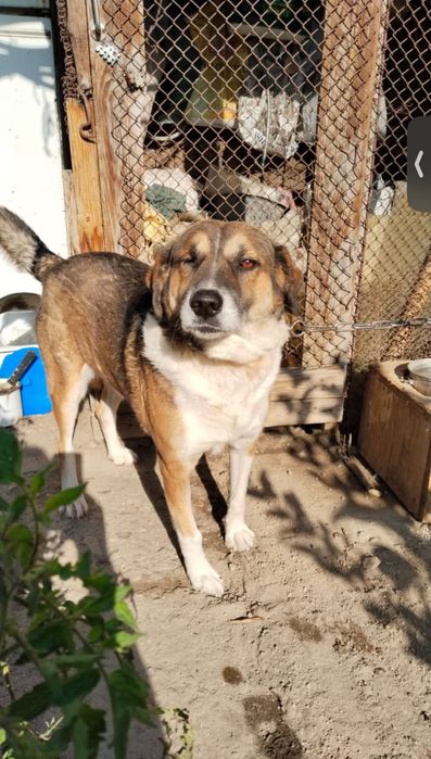 Песик в добрые руки