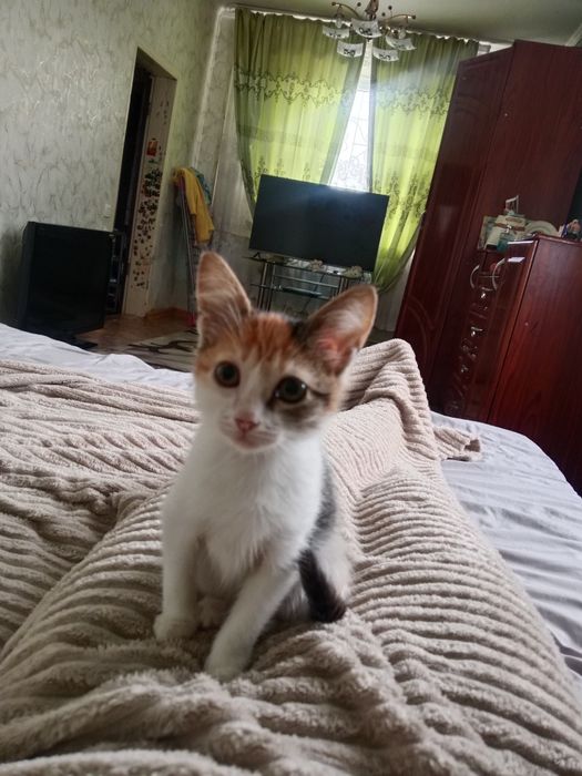 Отдам котят в хорошие руки