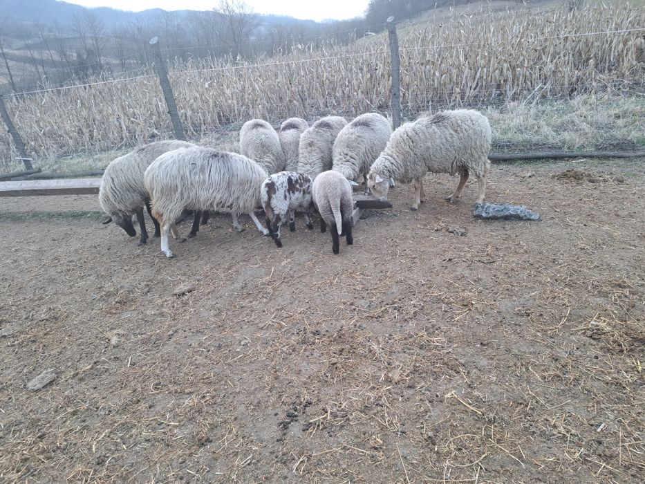 De vanzare 8 oi bune de tinut