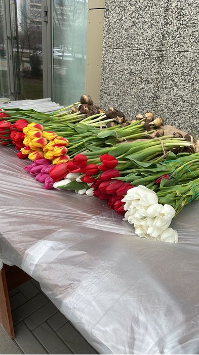 Тюльпаны в розницу