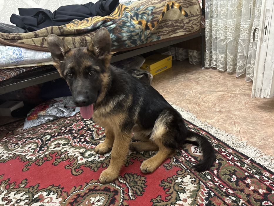 Продажа немецкой овчарки