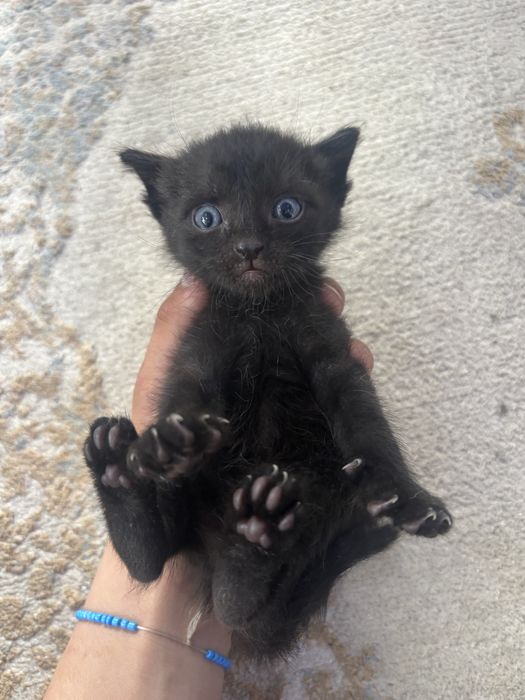 Отдам котят за шоколадку