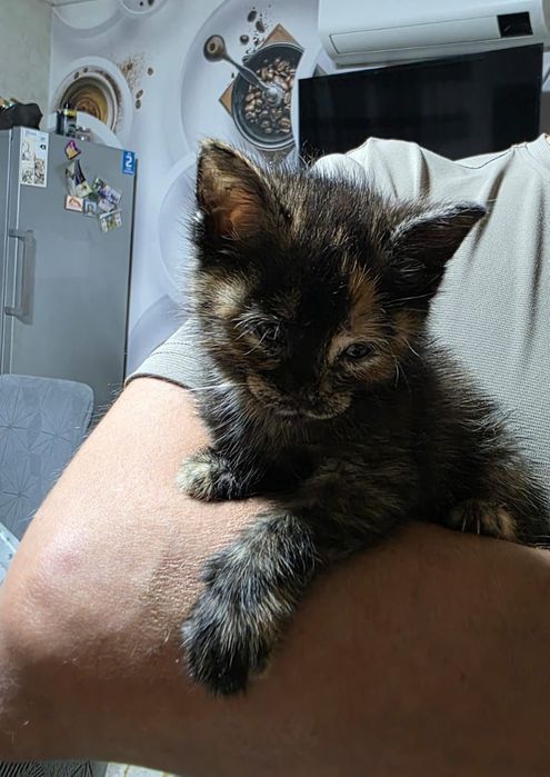Котёнок 3ех цветка