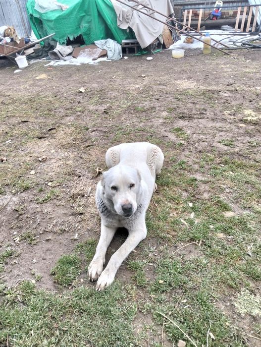 Алабай ит 2жасар