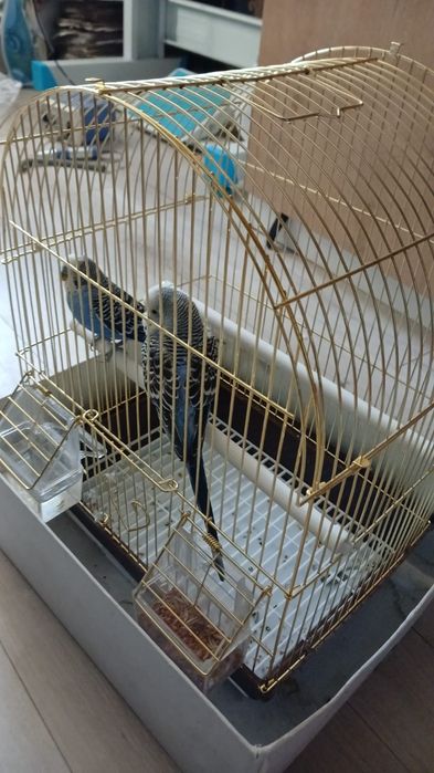 Продам попугаев с клеткой