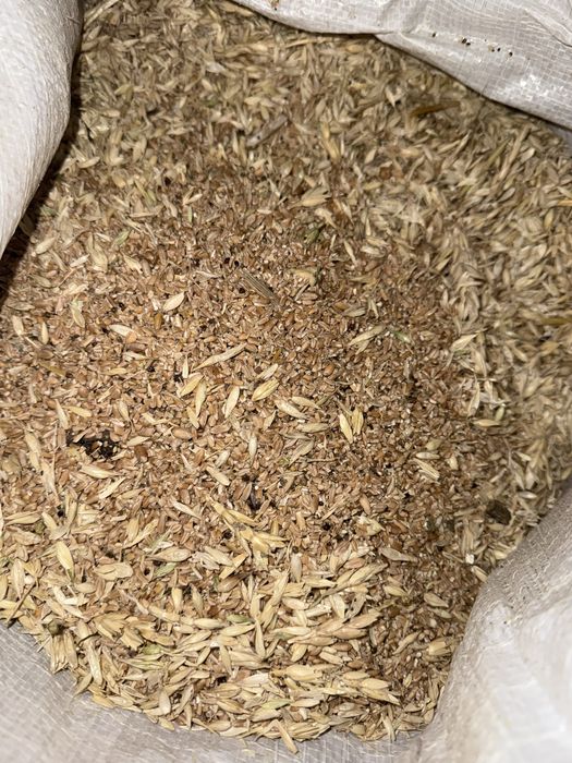 Продам зерноотходы пшеничные, пшеница, ячмень