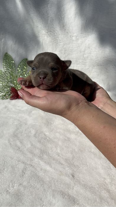 Американской булли