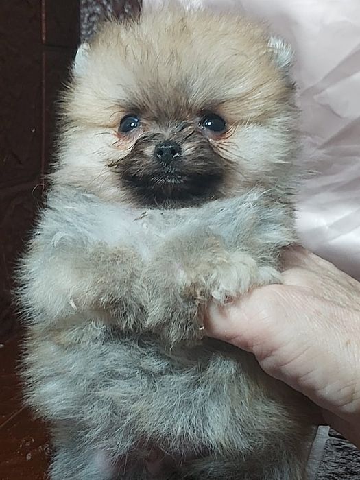 Бронь щенков шпица померанского типа