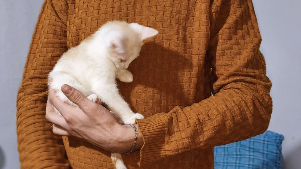 Котенок в добрые руки