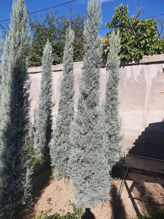 Кепарис аризоника