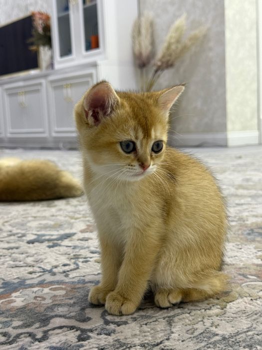 Котята Золотые шиншиллы ищут себе дом