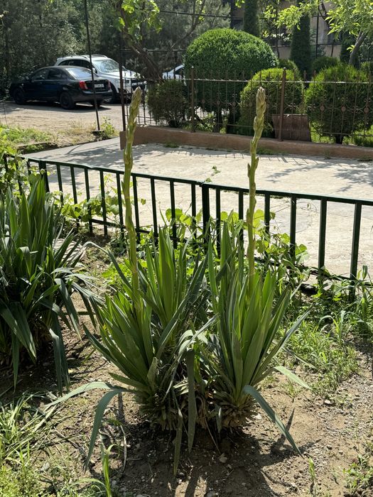 Юкка садовая ( декоративная)