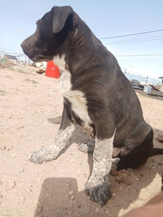 Продам щенка.. девочку 2месяца очень игривая