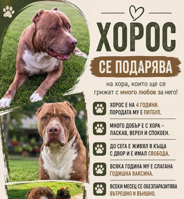 Подарява се Питбул