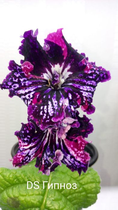 Стрептокарпус детки