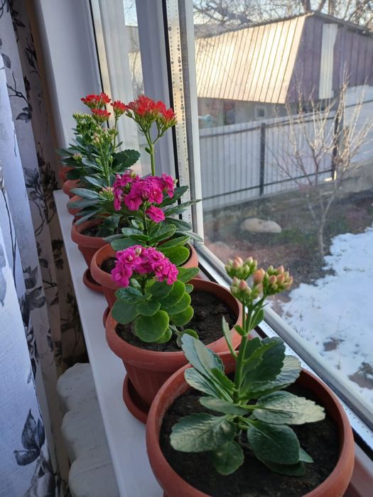 Срочно продам много цветов