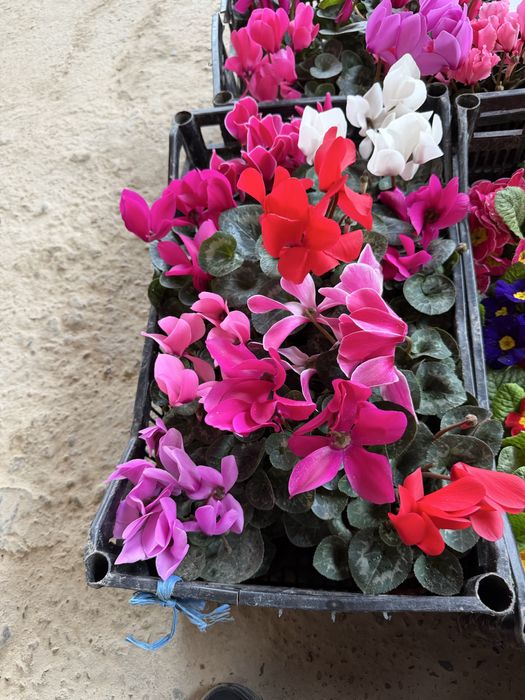 Жуда чиройли гуллар ҳовли ва тувак гуллар оптим  ва доннага ҳам бор ке