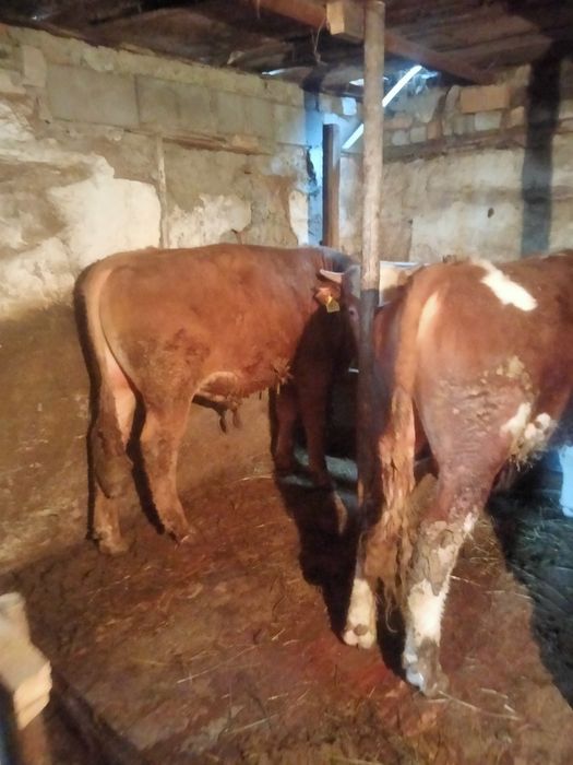 Продам бычков молодняк.